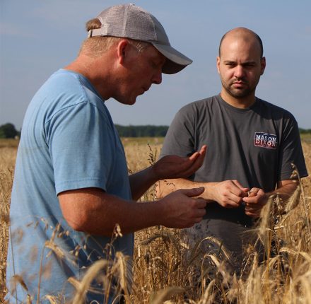 Farmer and brewer inspect grain at Ramsburg Farm