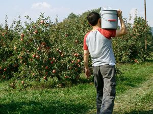picking fruit
