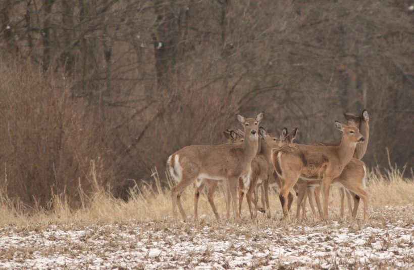 Chronic Wasting Disease Bill Unanimously Passes House Ag Committee