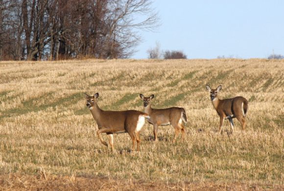 CWD Case in Warren County Leads to Creation of New DMA