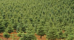 field ofChristmas trees