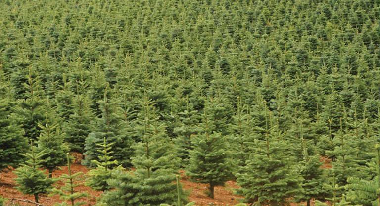 field ofChristmas trees