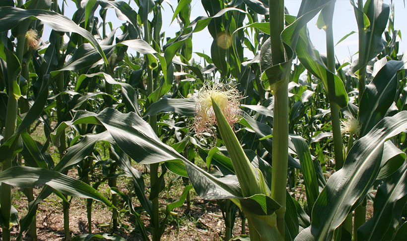 USDA Forecasts Record Corn, Soybean and Tobacco Yields for Pennsylvania