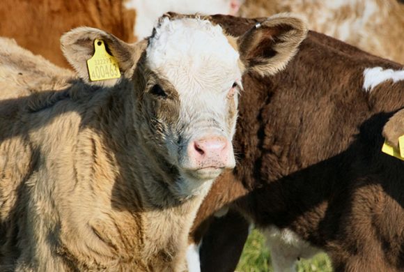 Bill Would Add Transparency to Cattle Markets