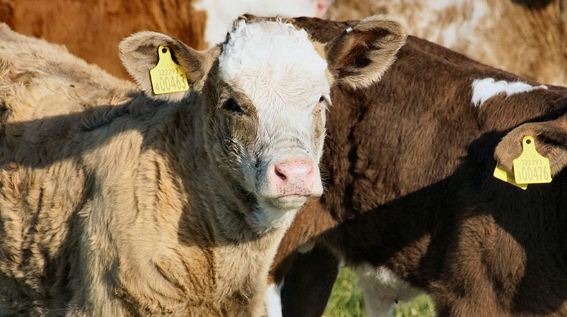 Bill Would Add Transparency to Cattle Markets