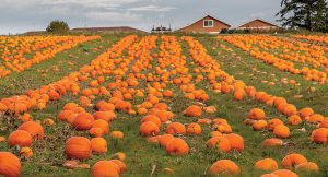 pumpkin field