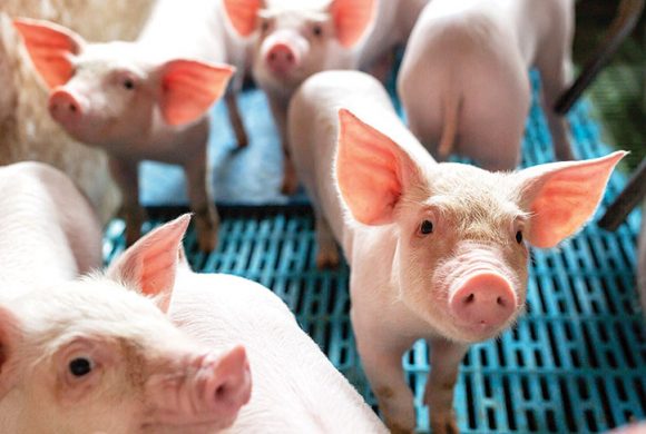 Swine Study Moves Into Second Phase