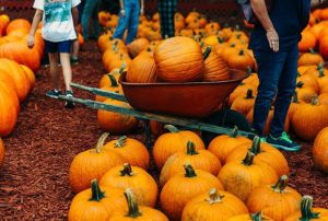 pumpkins at a farm engaged in agritourism