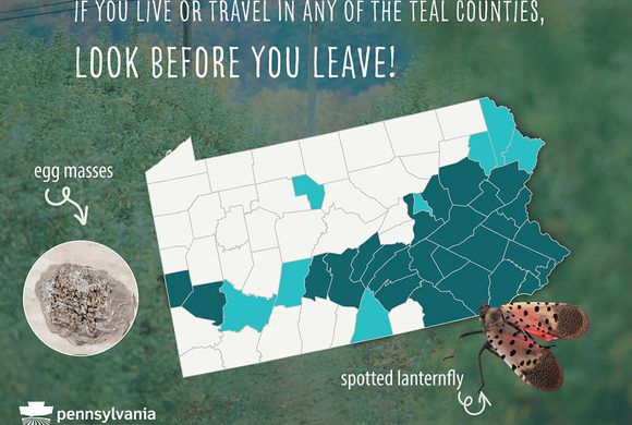 Spotted Lanternfly Quarantine Area Expanded to Eight Counties
