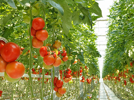 Hydroponic tomatoes hanging on vines from vines from the celing