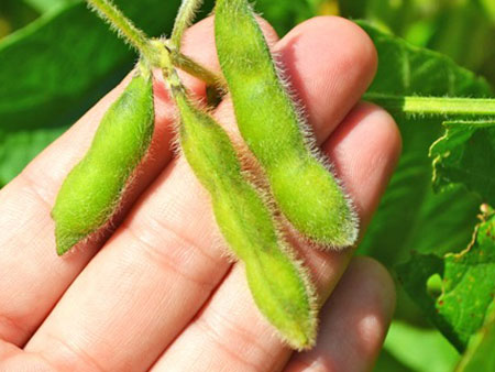 hands holding green soybean pods attached to the plant