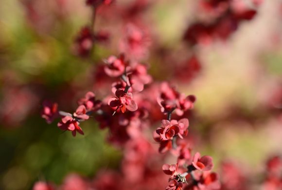 Japanese Barberry Added to Noxious Weed List