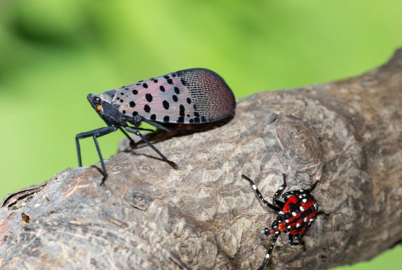 Department of Ag Canvassing Southcentral PA Counties For Spotted Lanternfly Compliance
