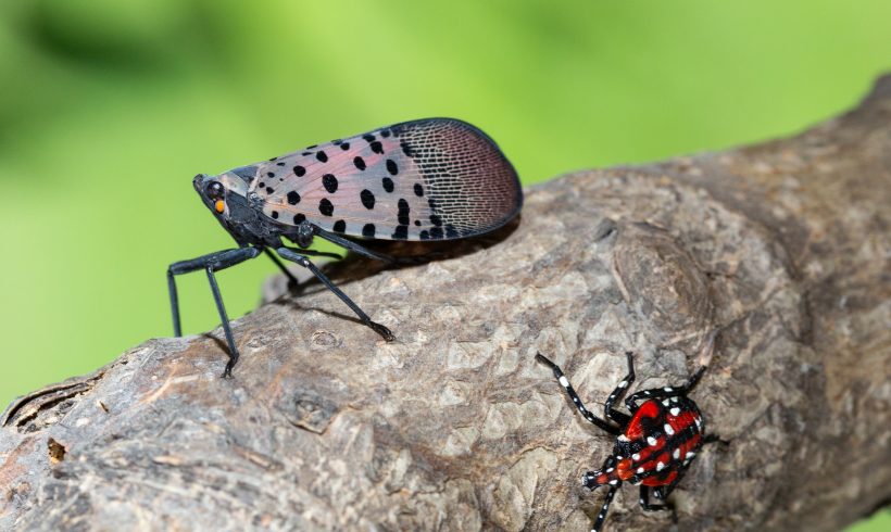 Department of Ag Canvassing Southcentral PA Counties For Spotted Lanternfly Compliance