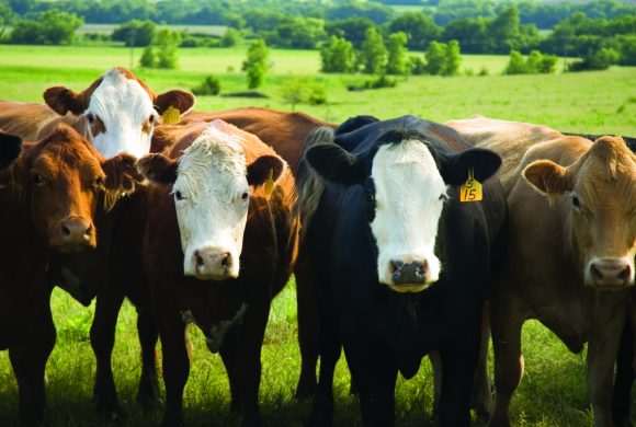 Farm Bureau-Supported Bill to Improve Fairness in Cattle Market Announced