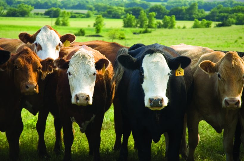 Farm Bureau-Supported Bill to Improve Fairness in Cattle Market Announced