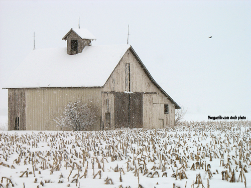 barn in snow corn field