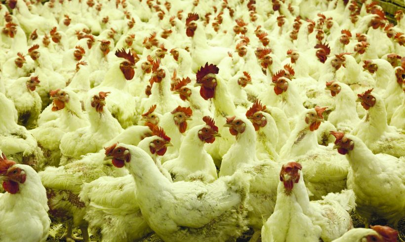 Biosecurity is Key in Preventing Avian Influenza Spread