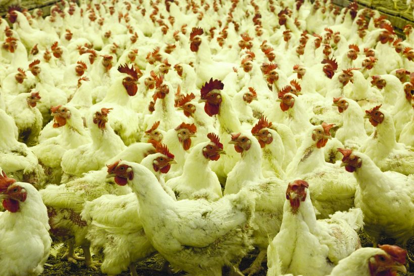 Avian Influenza Cases are on the Rise in the US