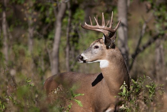 New CWD Detections Leads to Creation of New Disease Management Areas, Expansions