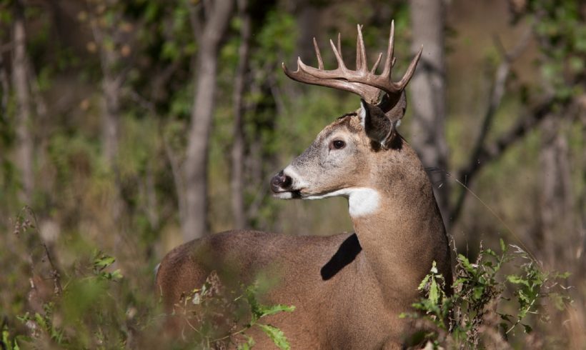 New CWD Detections Leads to Creation of New Disease Management Areas, Expansions
