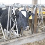 Dairy Excellence Grants Open for Applications