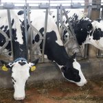 HPAI in Dairy Cattle Resource Guide: What to Know