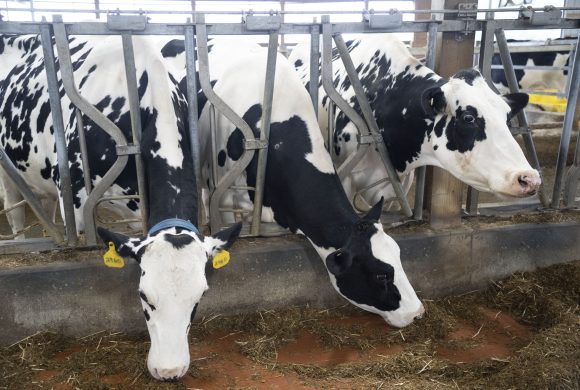 HPAI in Dairy Cattle Resource Guide: What to Know