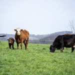 Farm Bureau Urges Restraint on Beef Imports