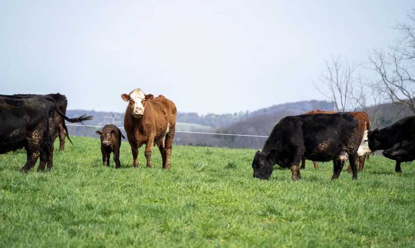 Farm Bureau Urges Restraint on Beef Imports