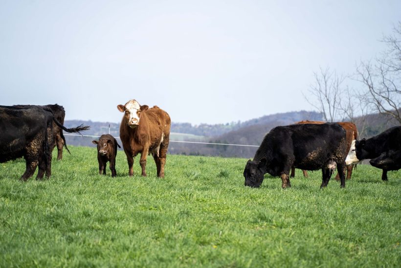 Farm Bureau Urges Restraint on Beef Imports