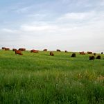 PFB Praises Beef Revitalization Plan, Cautions Against Import Proposal