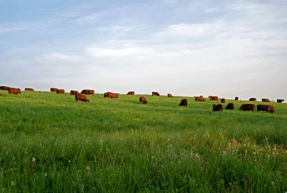 PFB Praises Beef Revitalization Plan, Cautions Against Import Proposal