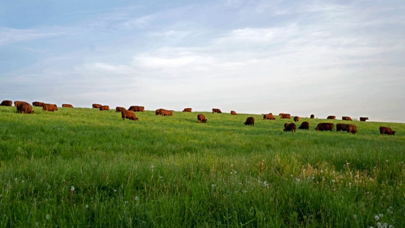 PFB Praises Beef Revitalization Plan, Cautions Against Import Proposal