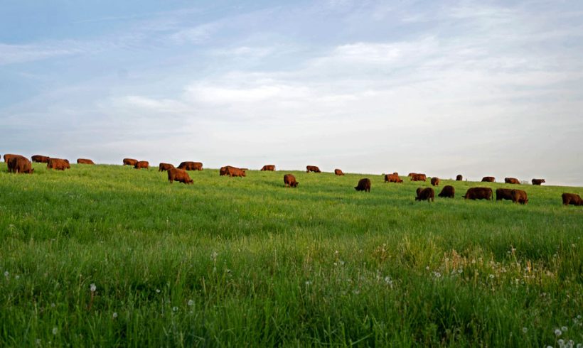 PFB Praises Beef Revitalization Plan, Cautions Against Import Proposal