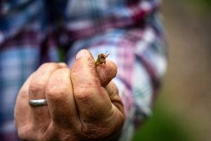 Freezing Temperatures Hamper Pennsylvania Fruit Growers