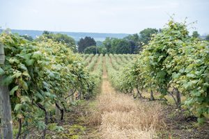 When the Market Disappears: Grape Growers in Erie County Face Difficult Decisions